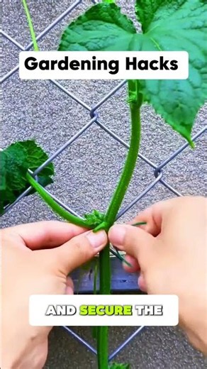 Cucumber Vine Management 🥒 Grow More Healthy Cucumbers