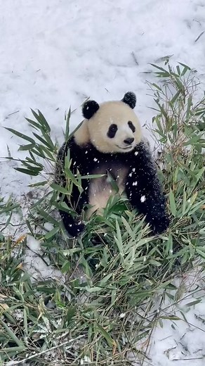 Fascinating Facts About Panda Diet