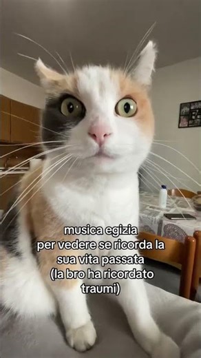 Pov: non è un pov 🤣😂😁 #shortsfeed #shortsvideo #shorts #feed #funny #meme #top99tv #perte #fyp