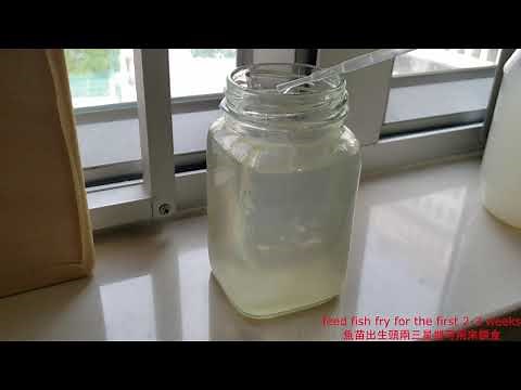 【分享】製作活魚糧給魚苗 【Sharing】 Infusoria - easiest way to culture