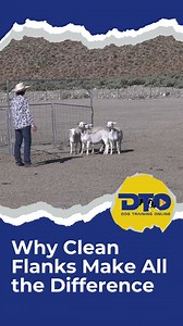 Clean, dependable flanks are more than just nice to have—they’re essential for precision and better stock control. In this video, you’ll learn: ✅ How to read your dog’s body language before they even move ✅ Why a good flank lets you focus on your livestock, not your dog ✅ How clean flanks can sharpen your timing at obstacles It’s the little things that separate good handlers from great ones. Start your 7-day free trial now and watch the full training session in our video library! 🐕 Link here 👉
