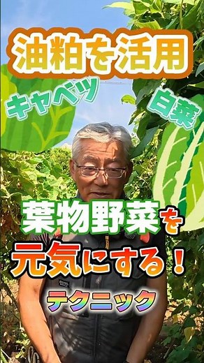 Techniques for growing healthy leafy vegetables such as Chinese cabbage and cabbage in home garde...