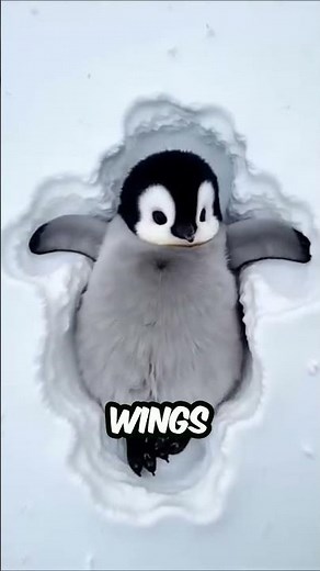 Penguins Slide on Ice Just for Fun #animalfacts #wildlifesecrets