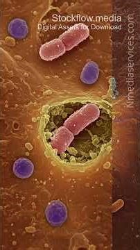 Bacteria Montage | Bacteria | Microscopic - Vertical Stock Footage