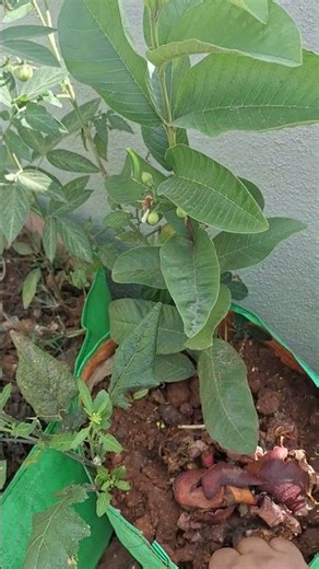 fruit plant #gardening #terracegardening