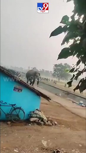 430K views · 5.2K reactions | ಅಬ್ಬಾ! ಆನೆ ಕೋಪಕ್ಕೆ.. | #Tv9kannadashorts #Viralvideo #Tv9Kannada #Elephant #Angry #Viralvideo #Trending #Animal | Tv9Kannada | Facebook