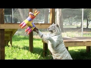BIG Cats VS Piñatas!