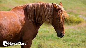 Yesterday, Callie shared her Problem Solving Framework to troubleshoot any problem with your horse. If you missed it, you can view the full blog here 👉https://www.horseclass.com/blog/my-problem-solving-framework/ Sometimes problems with our horse are rooted in what we might call "bad behavior". Horses can do many things that are annoying, frustrating, or downright dangerous. In these situations it's important to identify the potential causes of the behavior, why they continue, and how we can te