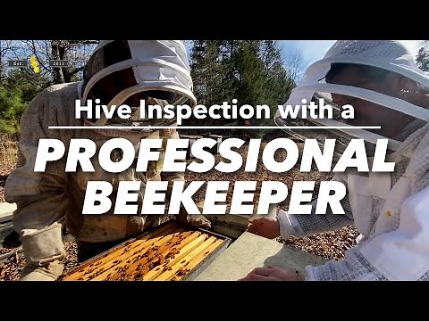 Advanced Beekeeping 201: Hive inspection with a Professional Beekeeper