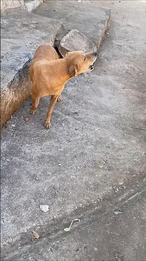 Village Dog Barking Loudly 🐕 | Natural Dog Barking Sounds
