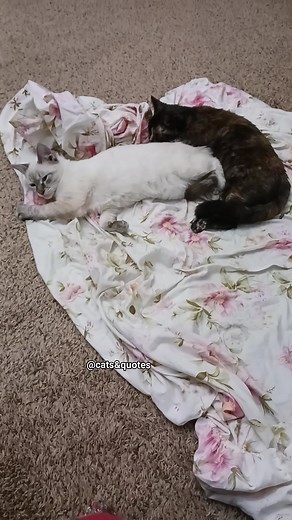 Was that necessary? #followersreels #highlights #inappropriate | Cats and Quotes