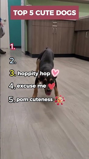 Top 5 Cutest Dogs Ever 🐶 | Funny & Adorable Moments! #shorts