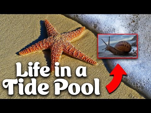 Sea Stars and Snails | Life In A Tide Pool