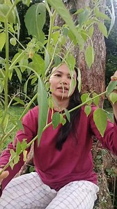 242K views · 5.4K reactions | Health benefits sa gooseberry plant #Benefits #nativegooseberry #herbal #herbalife #fblifestyle #medicinalplants | Teray Katuray | Facebook