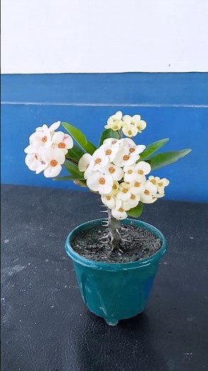 How to Grow Euphorbia Milii (Crown of thorns) From Cutting