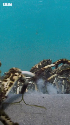 Spider Crab Army Sheds Their Shells