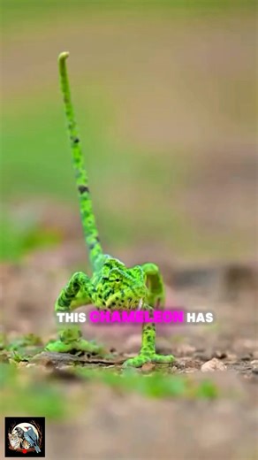 Nature’s Fastest Life Cycle: The 4-Month Chameleon”