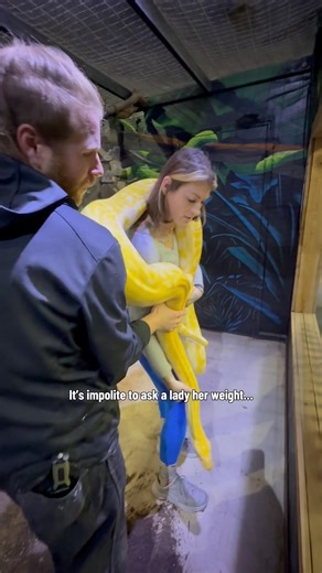 I lifted my body weight in snake 💪🐍 #animals #python