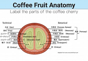 コーヒーの精製方法 ウォッシュト（湿式）、ナチュラル（乾式）、セミ・ウォッシュト／パルプト・ナチュラル／ハニー／スマトラ式（半水洗式）、ファーメンテーション（発酵）