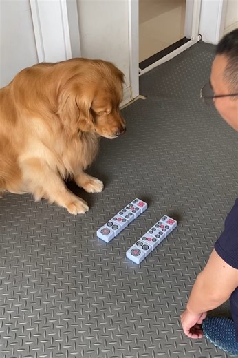 He got every single one right! 🤯❤ | The Woof World