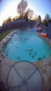 252K views · 364 reactions | Security cam captures dawn frog invasion—pool becomes a living tide  | Diply | Facebook