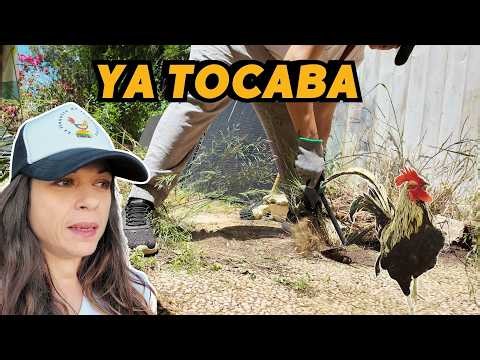 I RECOVERED an area of the FARM that had disappeared 🌿 Vlog302