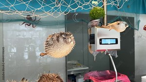 Pufferfish display in a local market.