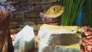 This avocado puffer can be housed with other fish in a community, setting it apart from much more aggressive and solitary freshwater puffers. Come in and ask for more information to see if it's right for you! #avocadopuffer #puffer #pufferfish | Absolutely Fish