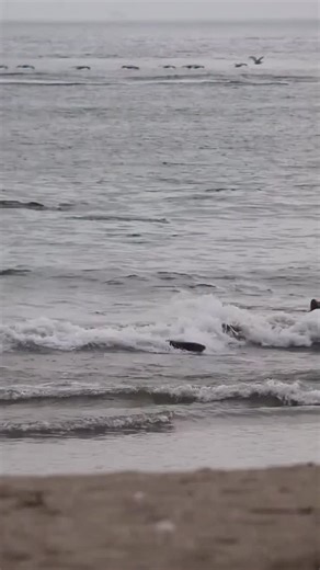 🎉TOP FIVE MOMENT🎉 We are bringing you our top five social media moments of the year to finish out 2025. Moment No. 5: “The joy of being on the Ventura County Coast,” a September 2025 post, captures sea lions enjoying the waves at Silver Strand Beach. This beach is located just outside the Harbor entrance and is maintained by the Ventura County Harbor Department. This beach, which features great waves, wildlife, and is generally uncrowded, is loved by locals, Ventura County residents, and visit