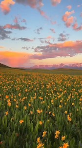 The 5 most expensive flowers in the world #top5 #expensive #flower | Top5expensive