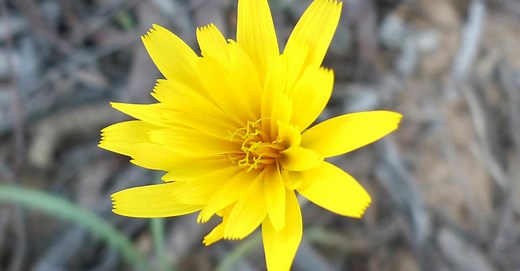 Food and Agriculture