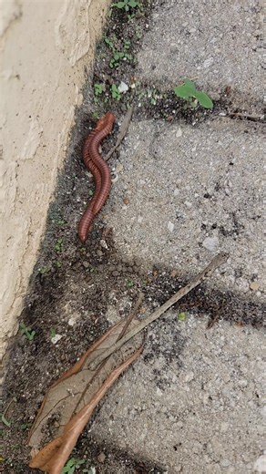 prezi (@prezi_1don)’s videos with original sound - prezi