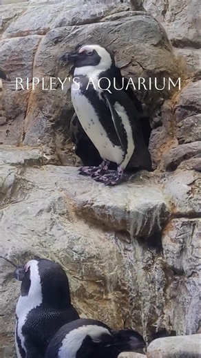 Exploring Ripley's Aquarium #nature #travel #short #shorts