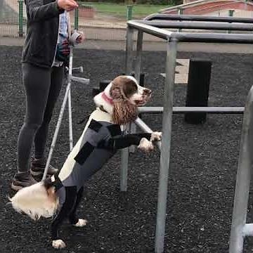Dog Performs Tricks At Obstacle Course While Owner Instructs Them - 1266794