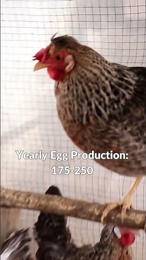 Cream Legbar Chickens - Chicken Breeds 101 - JJCentral 034