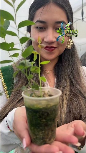 A Visit to the Vitro Plantas Laboratory.