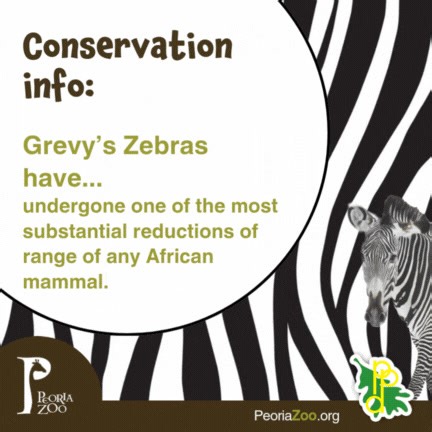 2.7K views | ✨ It’s International Zebra Day! 煉 Did you know zebras’ unique stripes help them stay cool and even confuse predators? 勞 Check out this video to learn more fun facts and how we can help protect these incredible animals in the wild!   Conservation starts with awareness—watch, learn, and share! #InternationalZebraDay #StripesForSurvival #PeoriaZoo | Peoria Zoo | Facebook