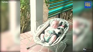 940K views · 7.9K reactions | All the feels! This puppy cuddling with a baby is one of the most adorable things you will see today. | Good Morning America | Facebook