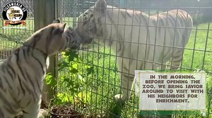 Turn it up and Listen to the cutest tiger chuff sounds! A chuff is a sound that tigers exchange when saying hi to greet each other or their keepers. | Tiger World