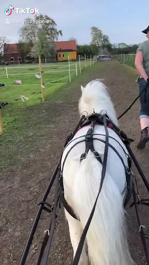 My Little Ponies en Shetland Ponies - Ontdek deze schattige video!