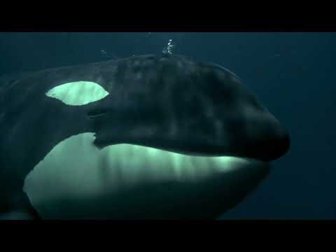 Free Willy The Rescue: Part 25