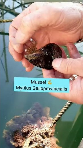 How do Mussels attach themselves? #SHORTS