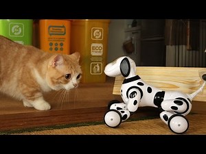 猫における不気味の谷現象てゆーか対牛弾琴？-ハローズーマー-Cats look at the robot toy-