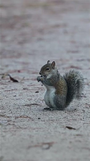 Squirrel gets a bite ##florida #wildlife #nature #squirrels