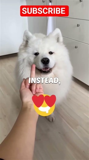 Aggressive VS Cute 🥰 Dog 🐕 #realhero #shorts