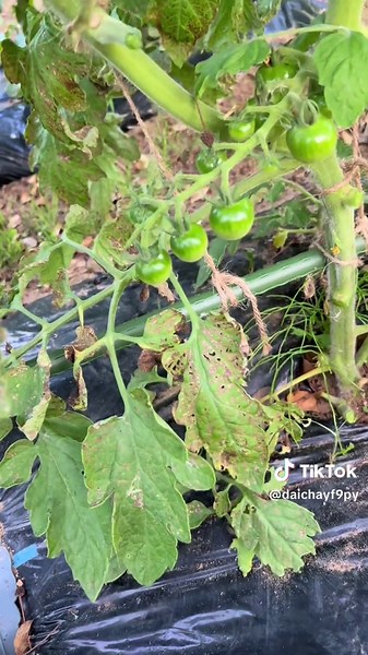 家庭菜園でミニトマトの葉っぱを手入れする方法