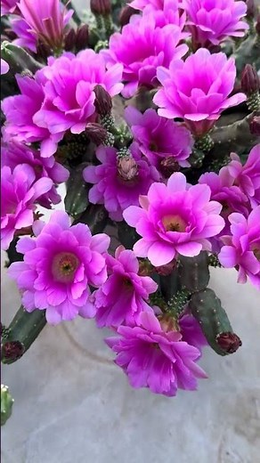 The Breathtaking Moment a Cactus Blooms! 🌸
