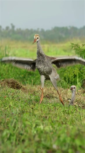 Did someone say dessert?! Check out the little guy left behind...all like "Hey, what am I missing?"