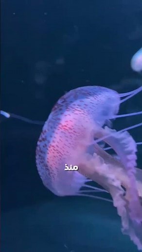 معلومات سريعة ومذهلة عن قناديل البحر 🪼🌊 الجزء الأول