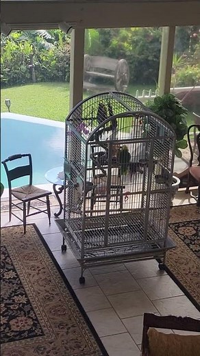 Our yellow naped Amazon Parrot, Sinbad, talking